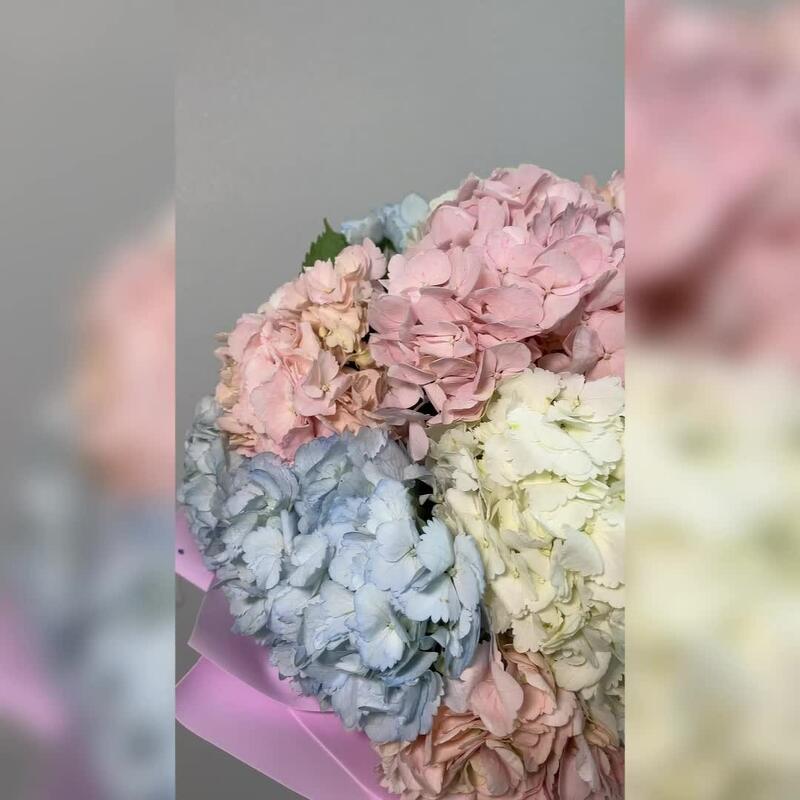 Гортензия 15 штучек, «Облачко нежности»