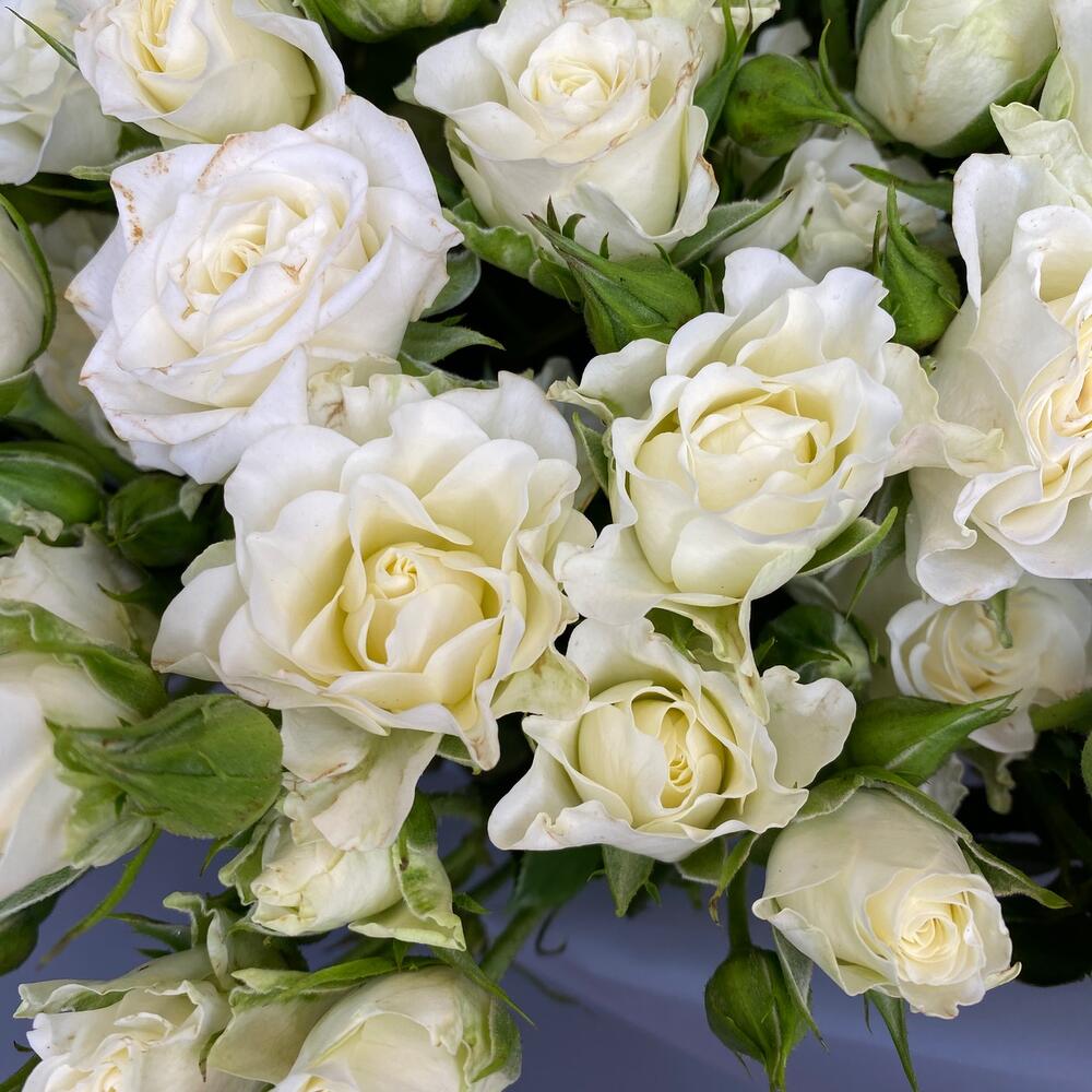 Роза кустовая (Кения) 19 шт Роза кустовая (Кения) 19 шт