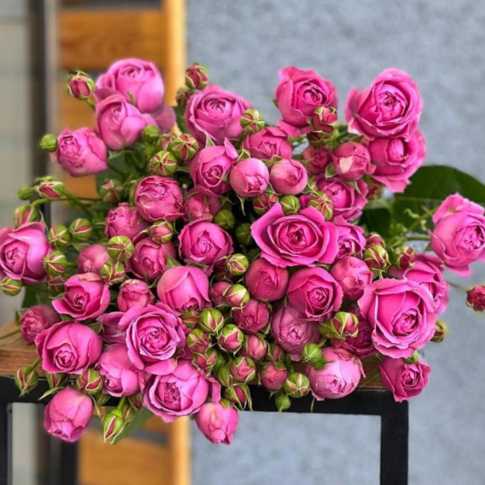 Кустовые пионовидные розы-Misty Bubbles